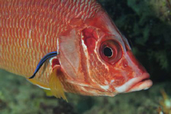 Squirrelfish & cleaner wrasse by Paul Colley 